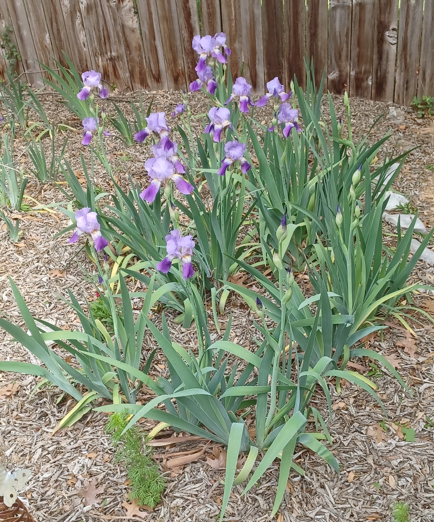 Featured image for “Growing Irises in San Antonio”