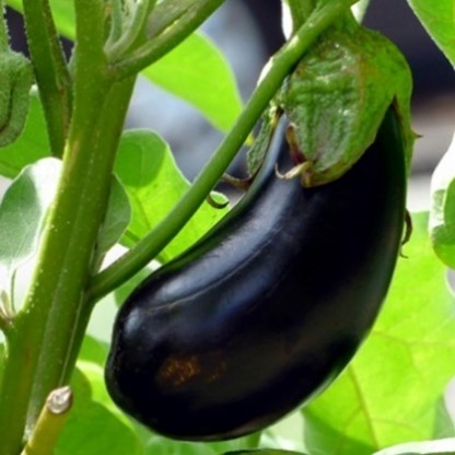 Featured image for “Growing Eggplant in San Antonio”
